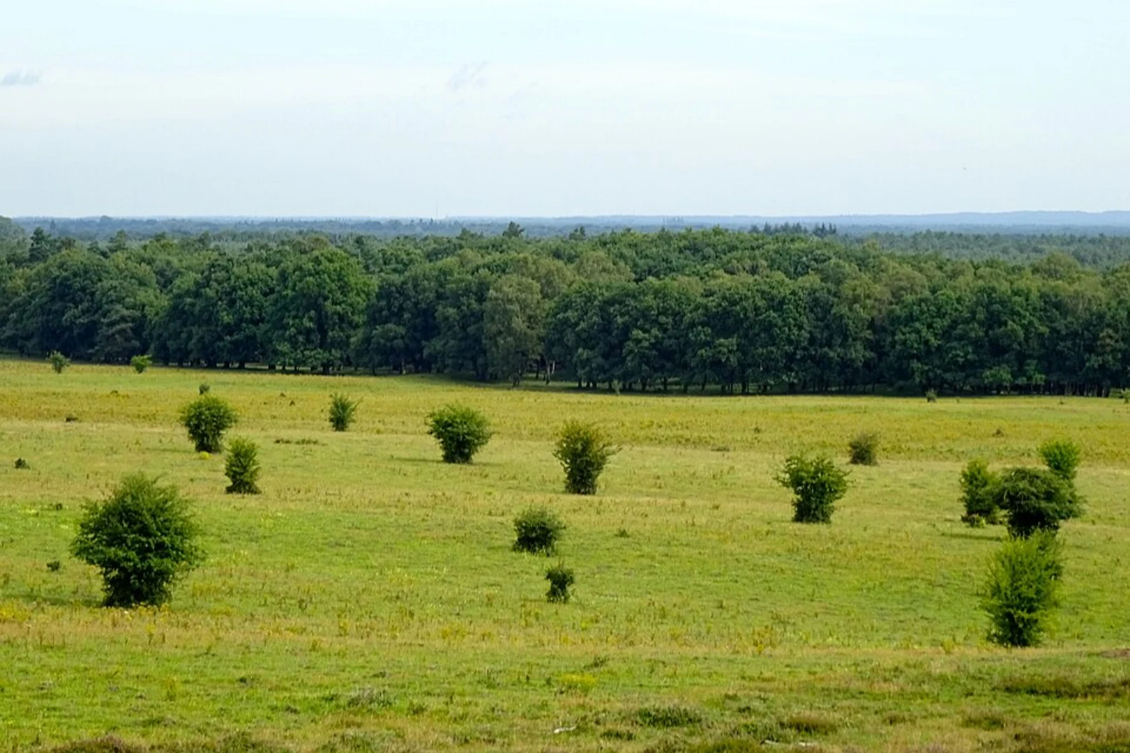 An image depicting the trail Valenberg, Pranken Wambuis and Roekelse Bos Loop and its surrounding area.