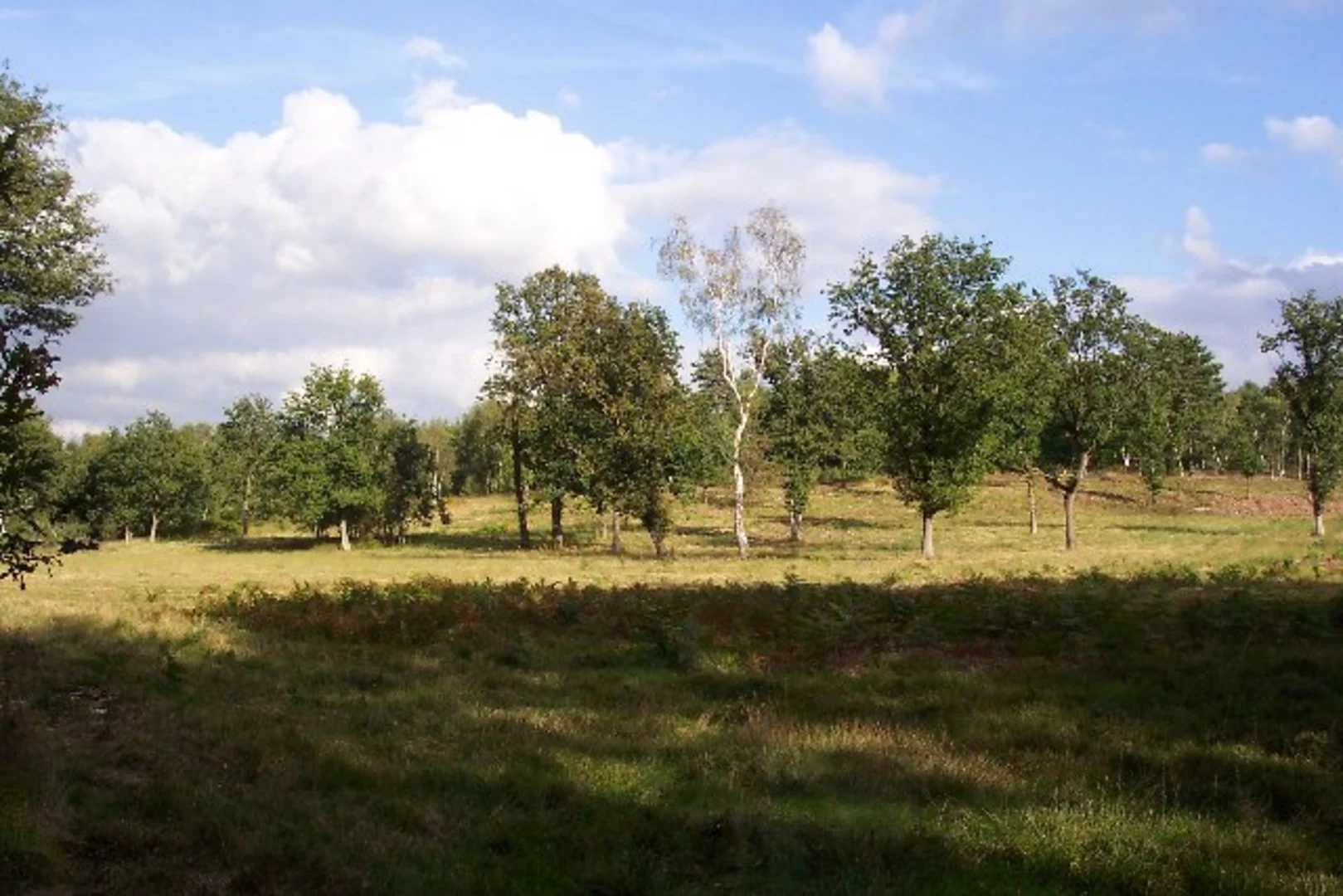 An image depicting the trail Whitmoor and Rickford Common Loop and its surrounding area.
