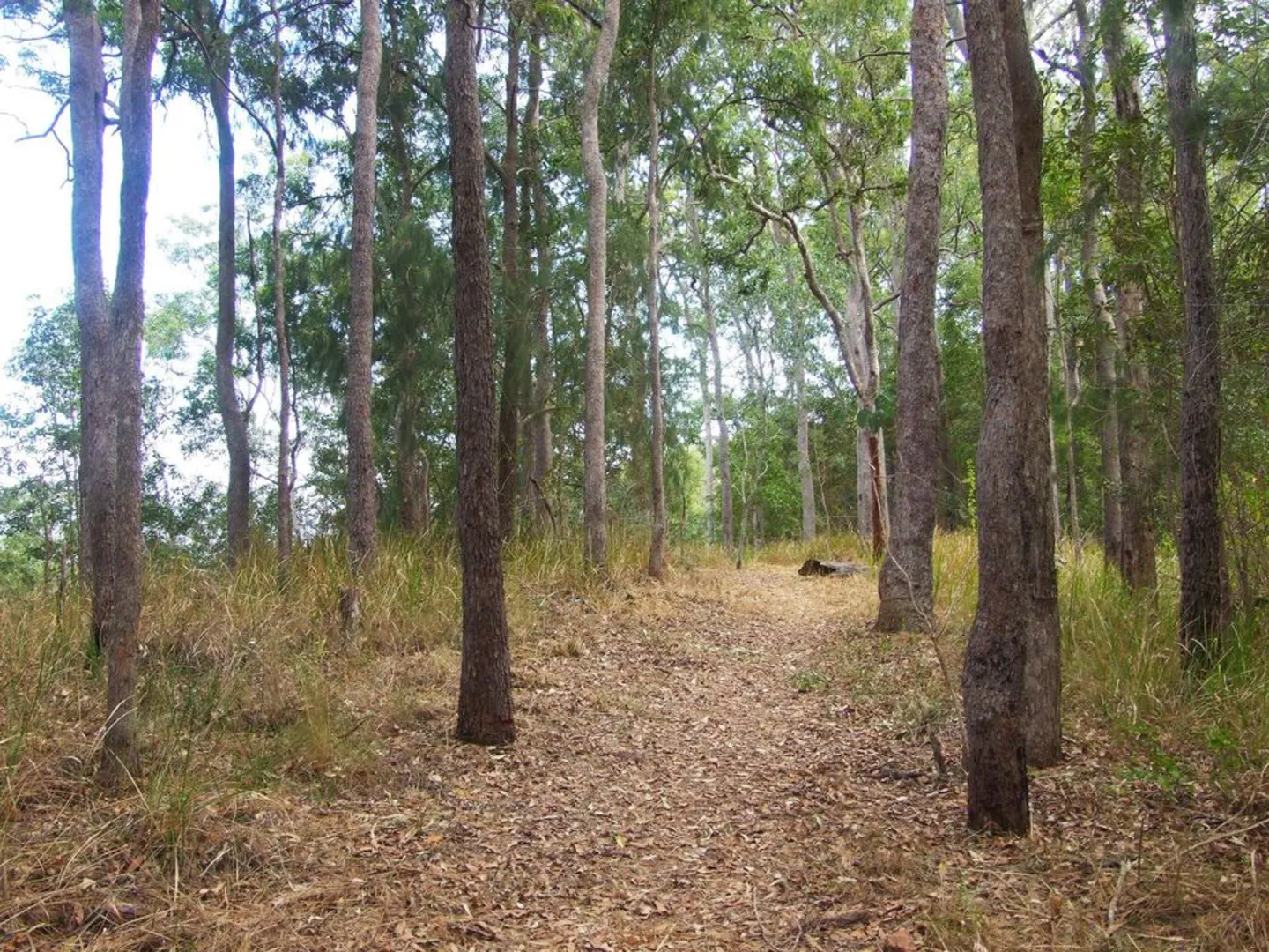 An image depicting the trail Cedar Grove Track and its surrounding area.