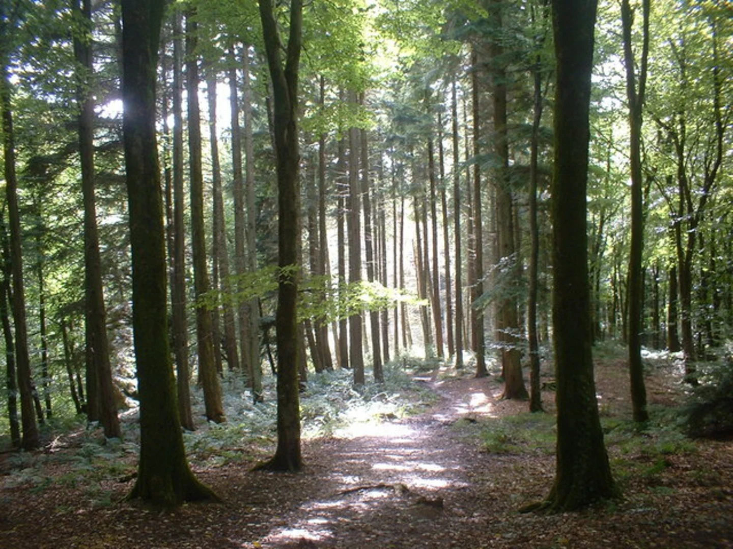 An image depicting the trail Castle Neroche Loop and its surrounding area.