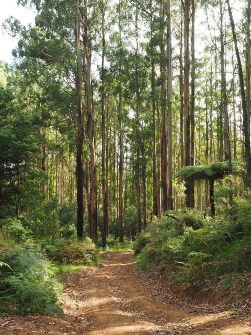 An image depicting the trail Monda Track and its surrounding area.