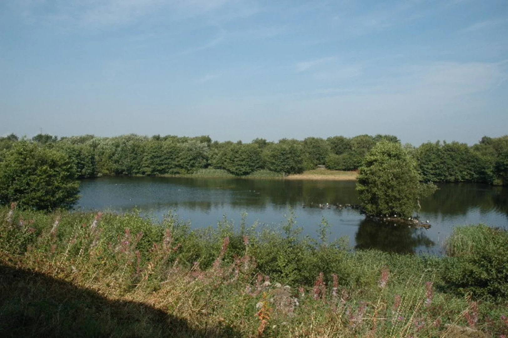 An image depicting the trail Lapwing Lake, Lapwing Wood and Birchwood and its surrounding area.