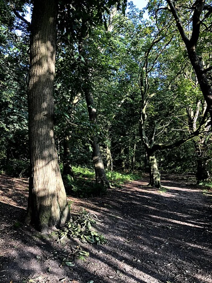 An image depicting the trail Alderley Edge to Mottram St Andrew Loop via Castle Rock and its surrounding area.