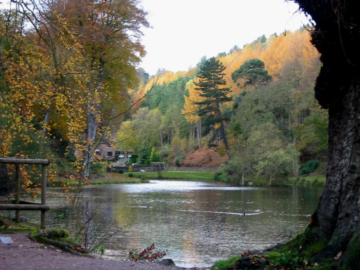 Sutton's Wood and Dimmingsdale Wood via Staffordshire Moorlands Walk