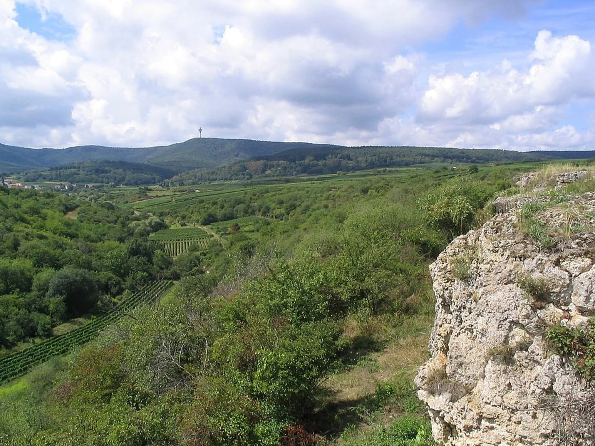 Freinsheim to Bad Dürkheim Walk via Freinsheim Schwarzes Kreuz