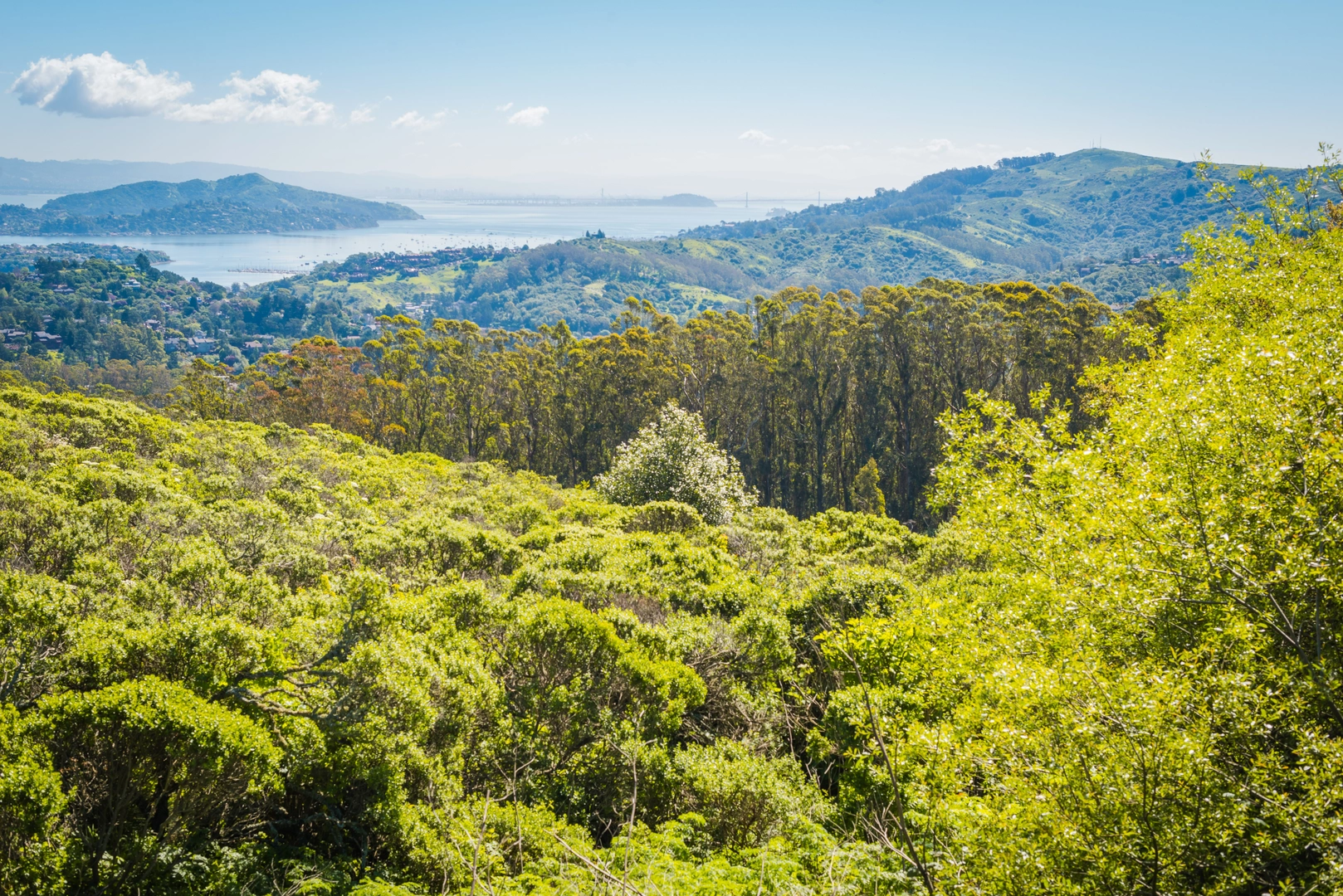 An image depicting the trail Mount Tamalpais West Point via Arturo Trail and International Trail and its surrounding area.