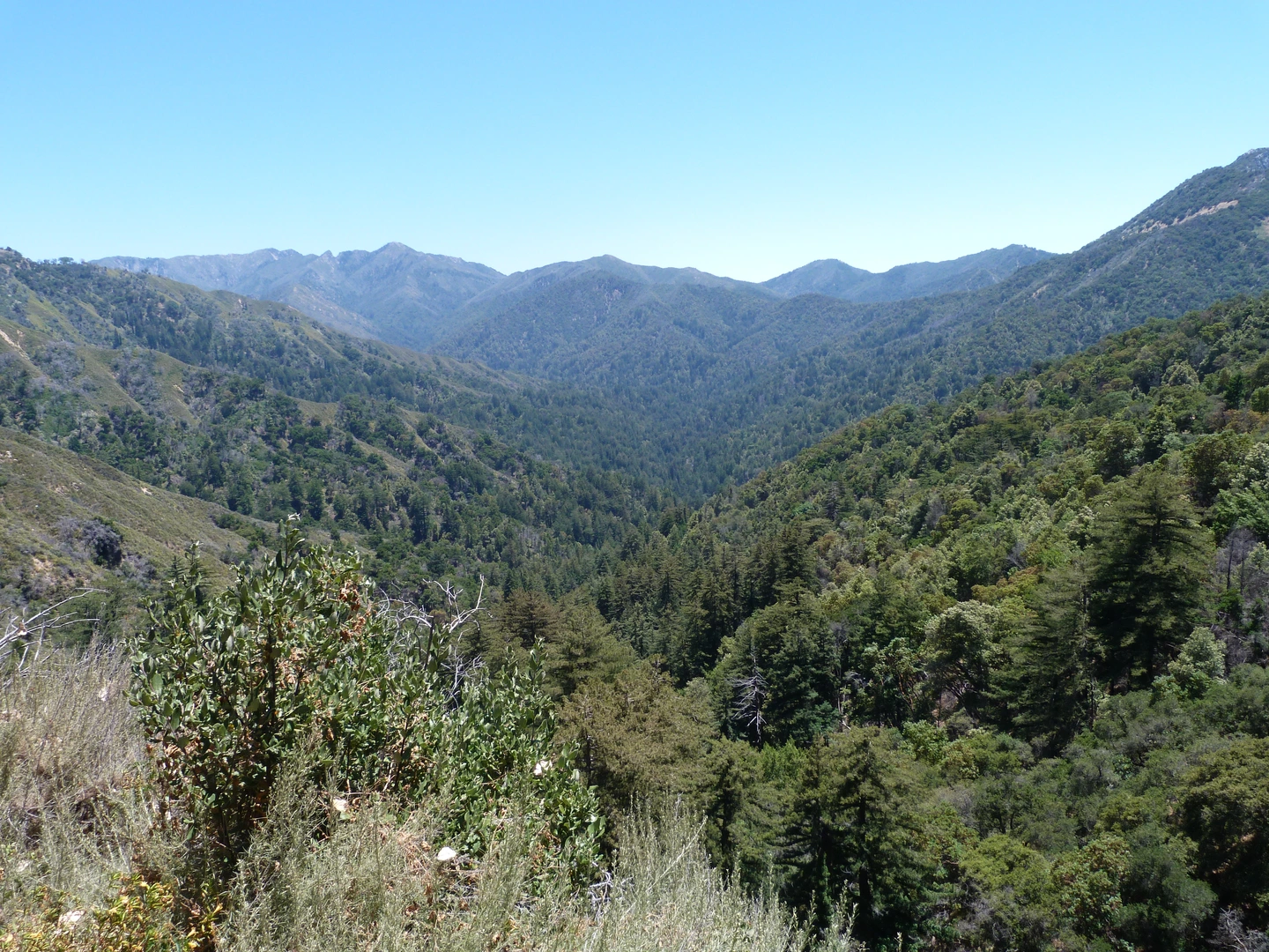 An image depicting the trail Pine Ridge Trail, Carmel River Trail and Miller Canyon Trail Loop and its surrounding area.