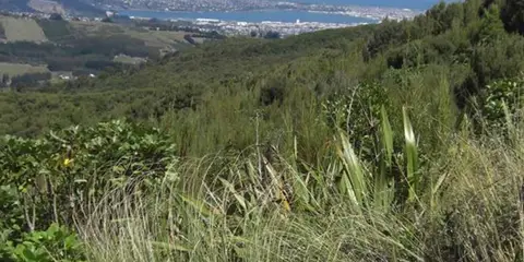 An image depicting the trail Leith Saddle Track and its surrounding area.