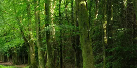 An image depicting the trail Wilverley Inclosure and Naked Man and its surrounding area.