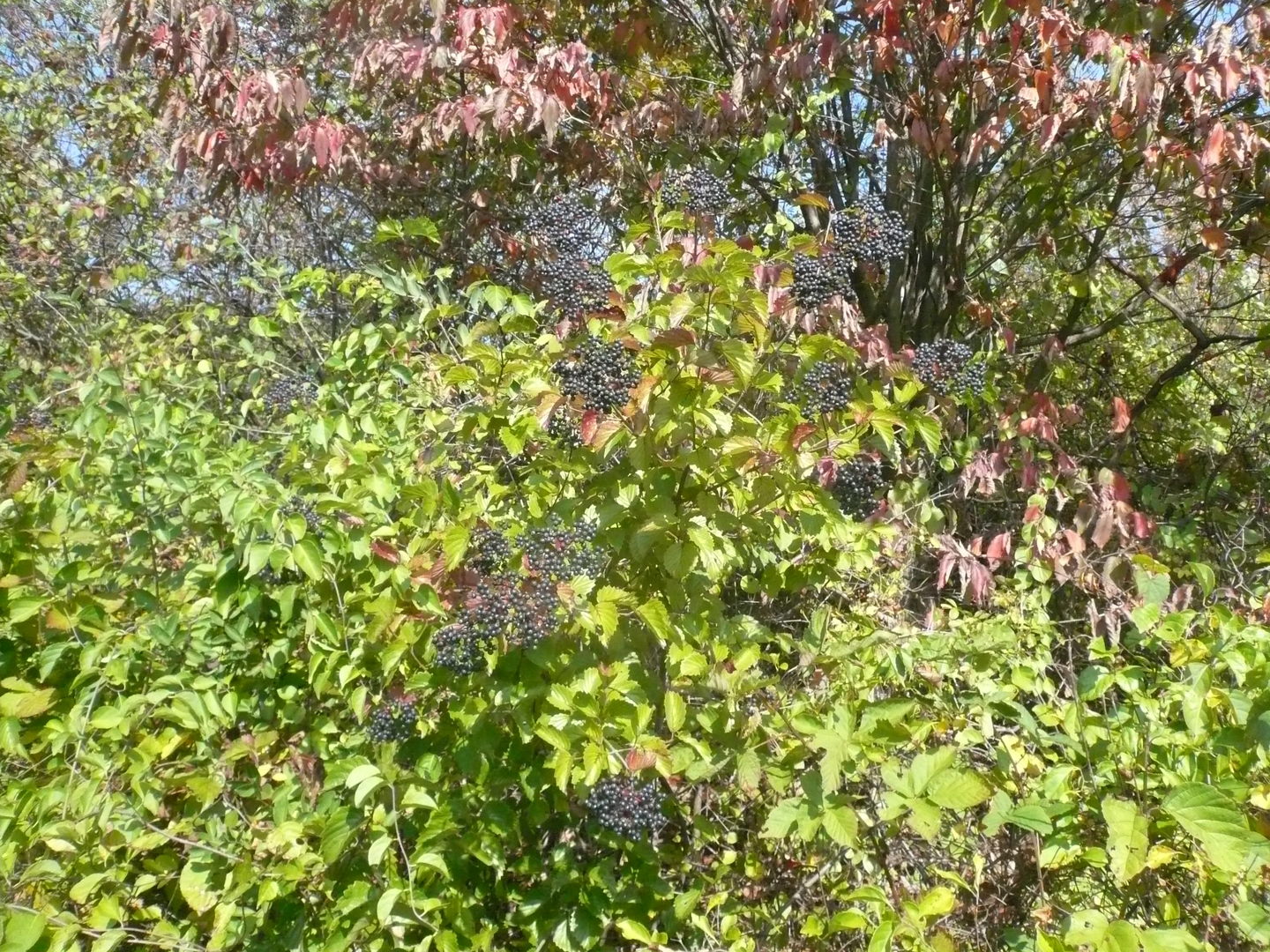 An image depicting the trail Sewickley Heights Borough Park SE Loop Trail and its surrounding area.