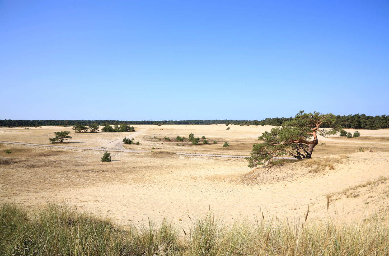 An image depicting the trail Koopmansbosch, Leuvenumse Bos and Harderwijkerbos Loop and its surrounding area.