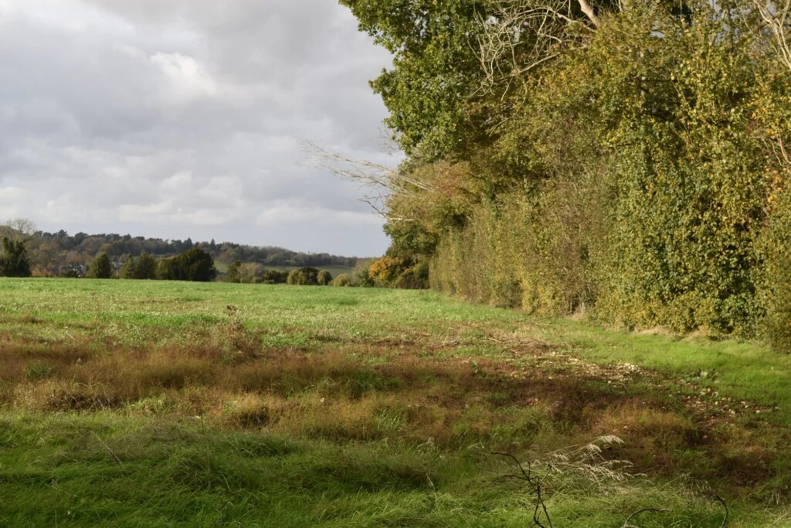An image depicting the trail Devilsden Wood, Happy Valley and Piles Wood Loop and its surrounding area.