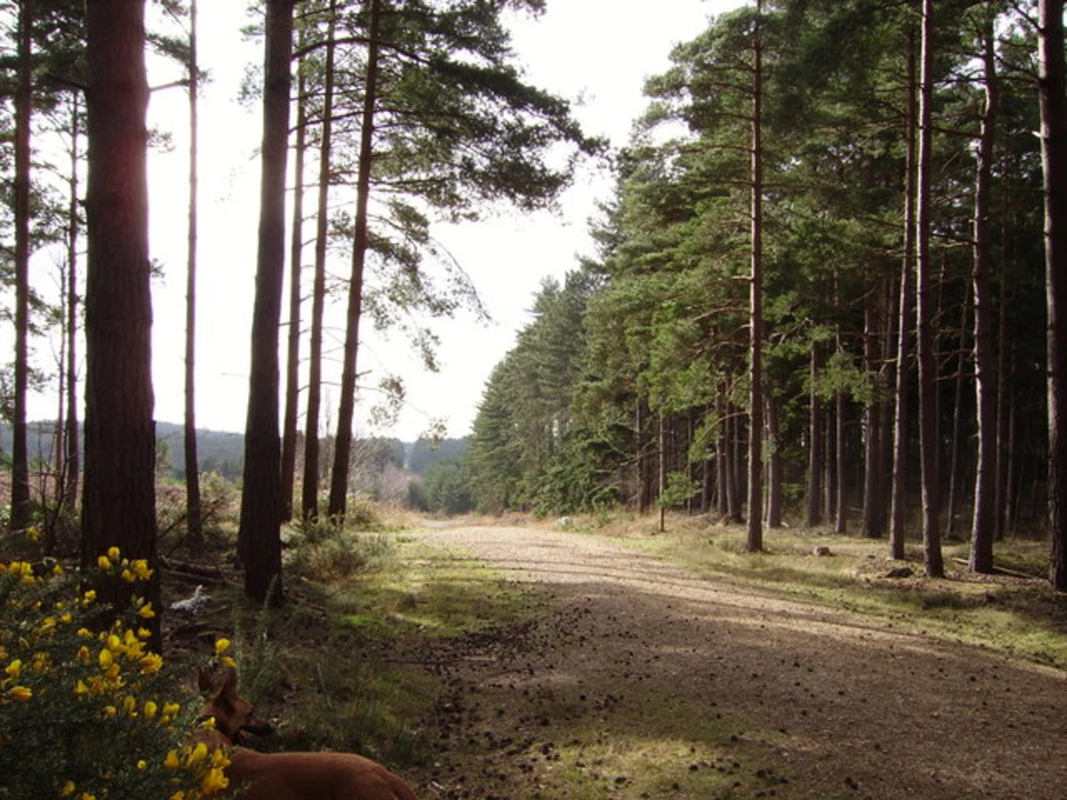 Swinley Forest Loop