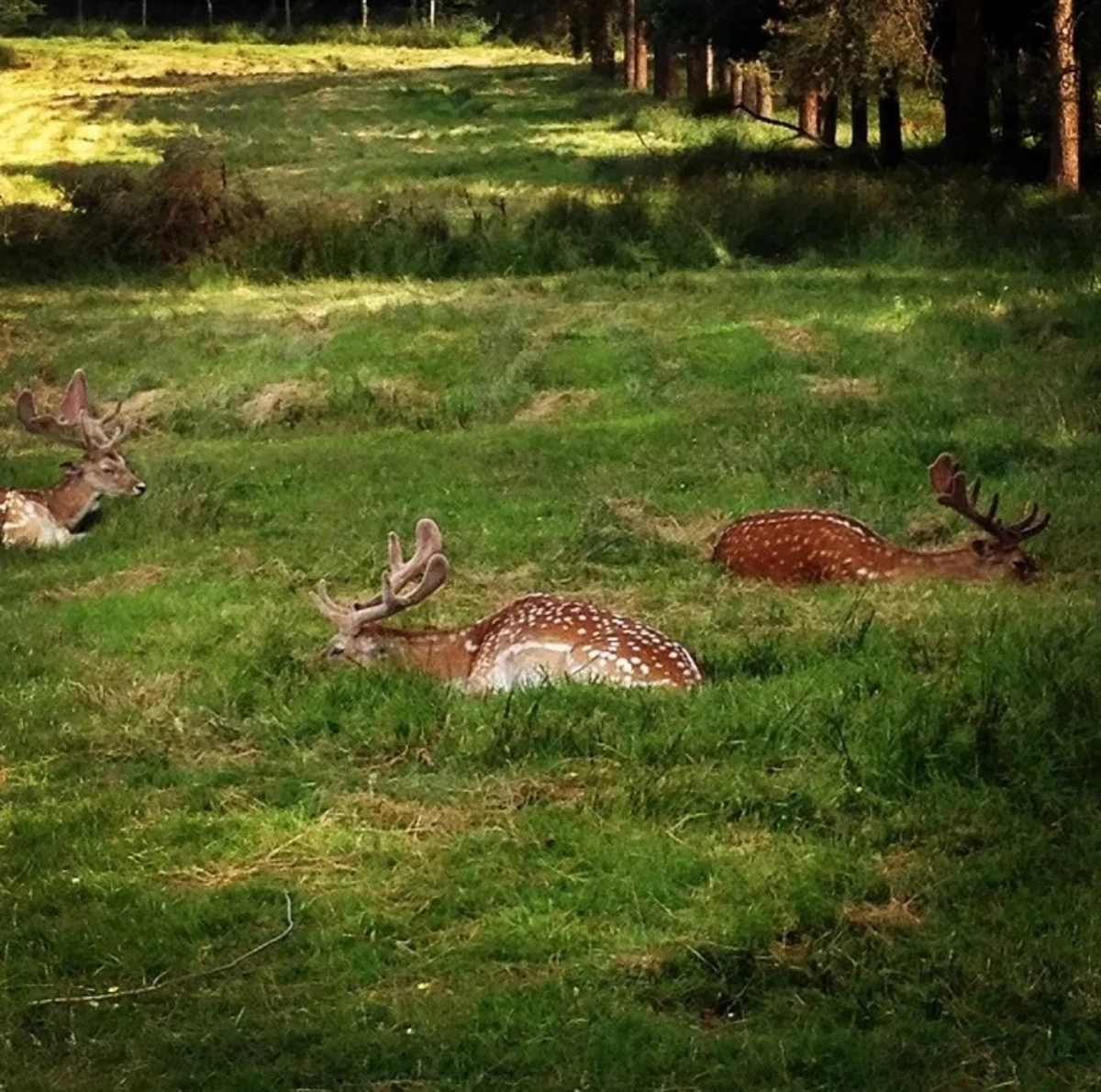 Farran Forest Park - Enclosure Trail