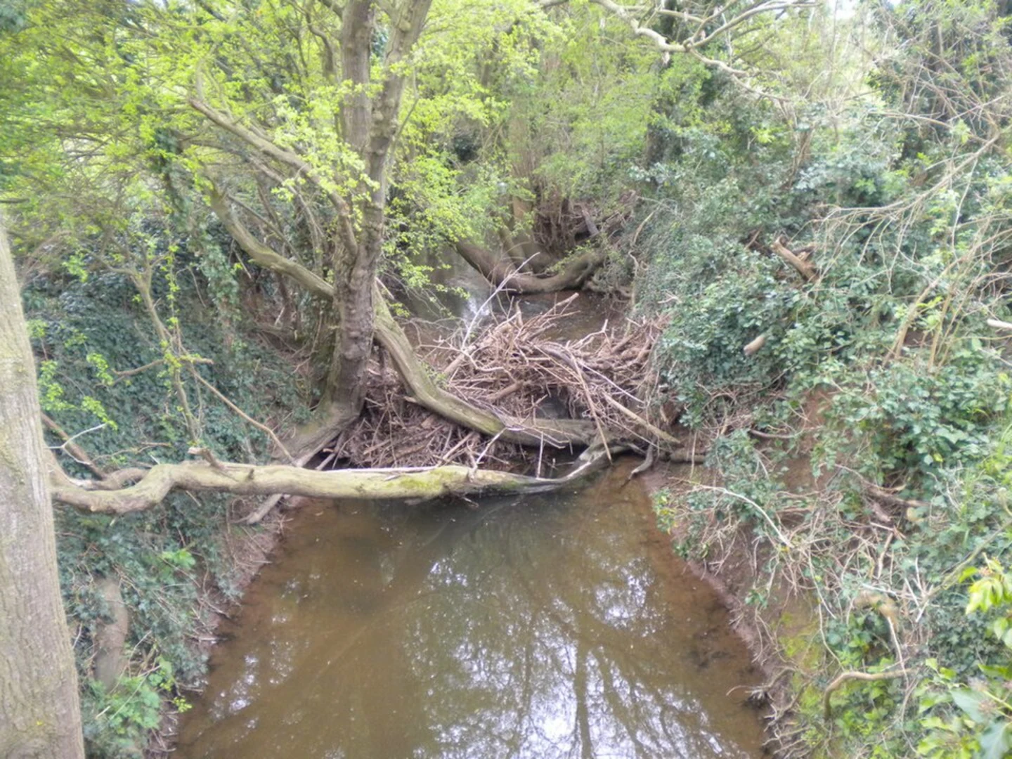 An image depicting the trail Rolleston Circular Walk and its surrounding area.