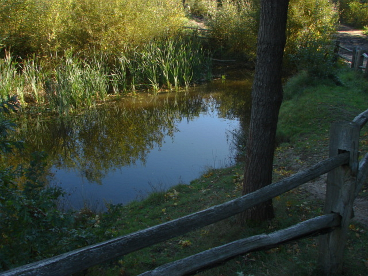 West End Common, Esher Common and Arbrook Common Loop