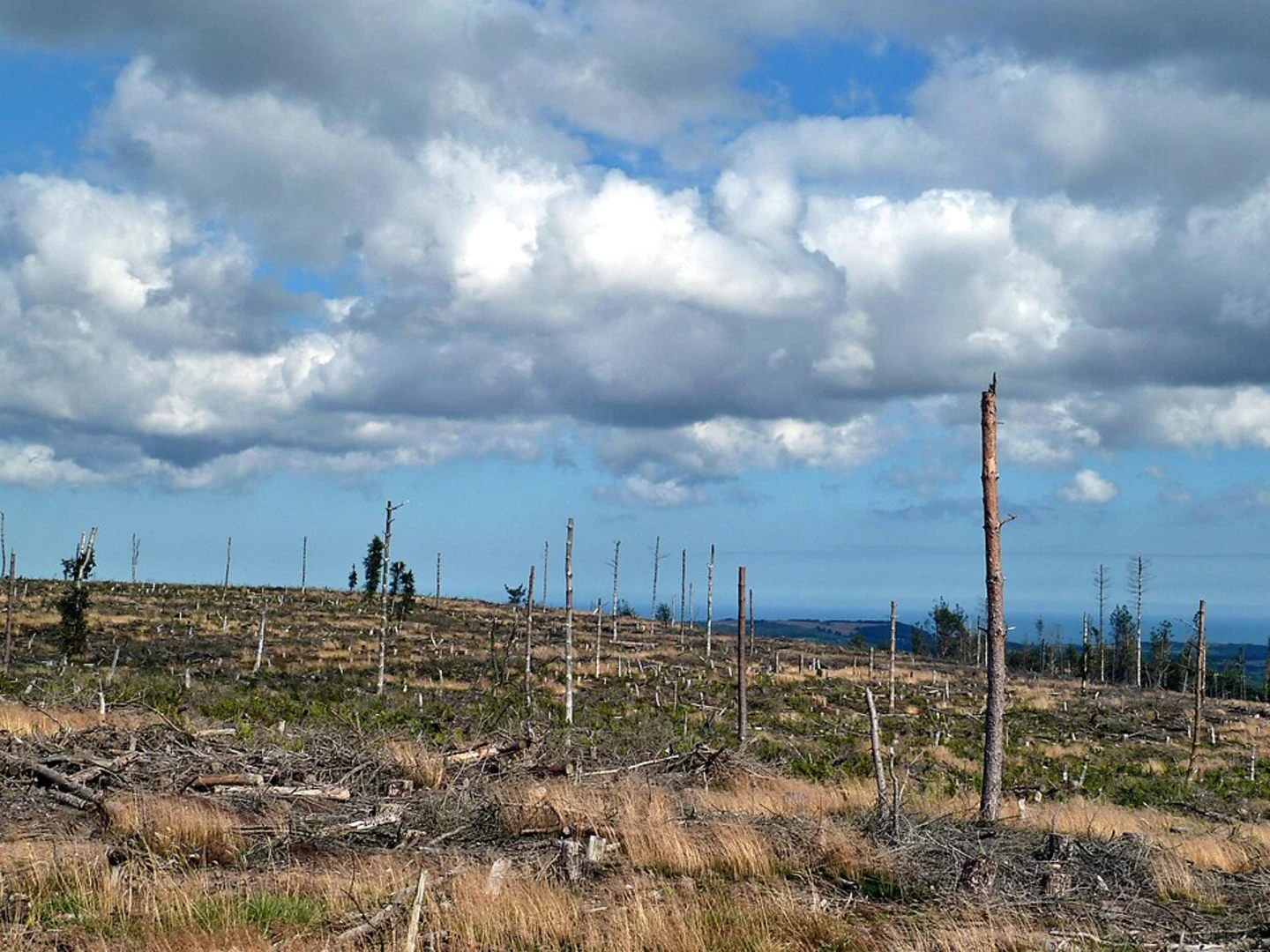 An image depicting the trail Bousdale Wood, Hutton Lowcross Woods and Highcliff Wood Walk and its surrounding area.