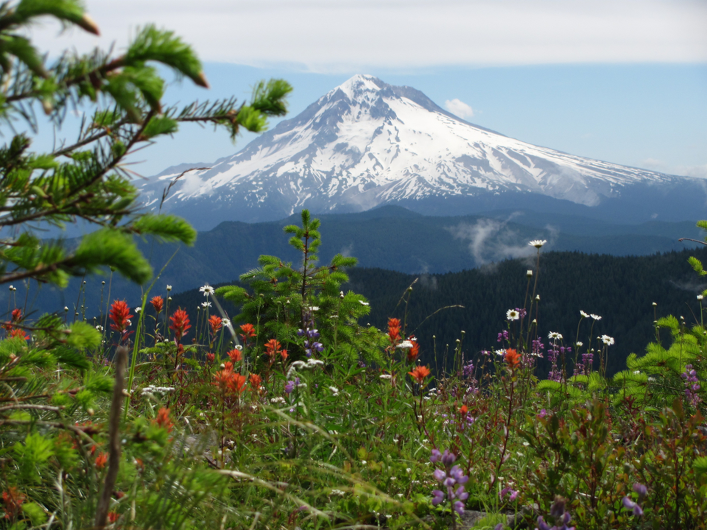 An image depicting the trail Gnarl Ridge via Elk Meadows Trail and its surrounding area.