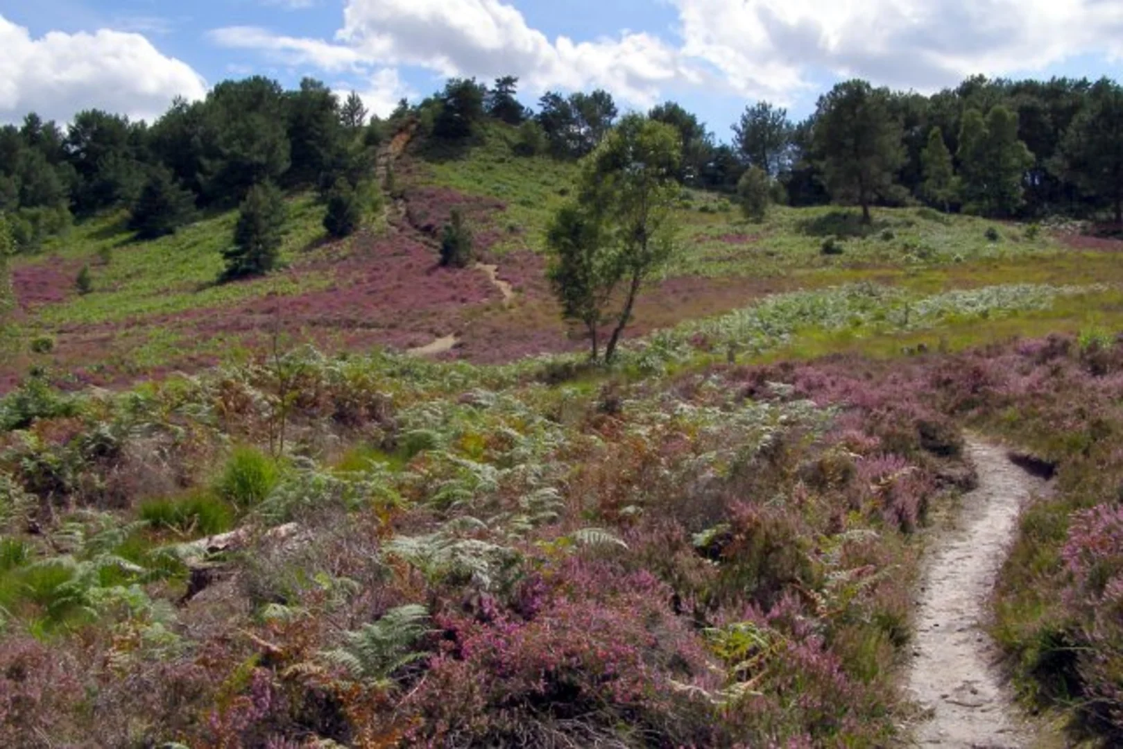 An image depicting the trail St Catherine's Hill and Ramsdown Plantation Loop and its surrounding area.