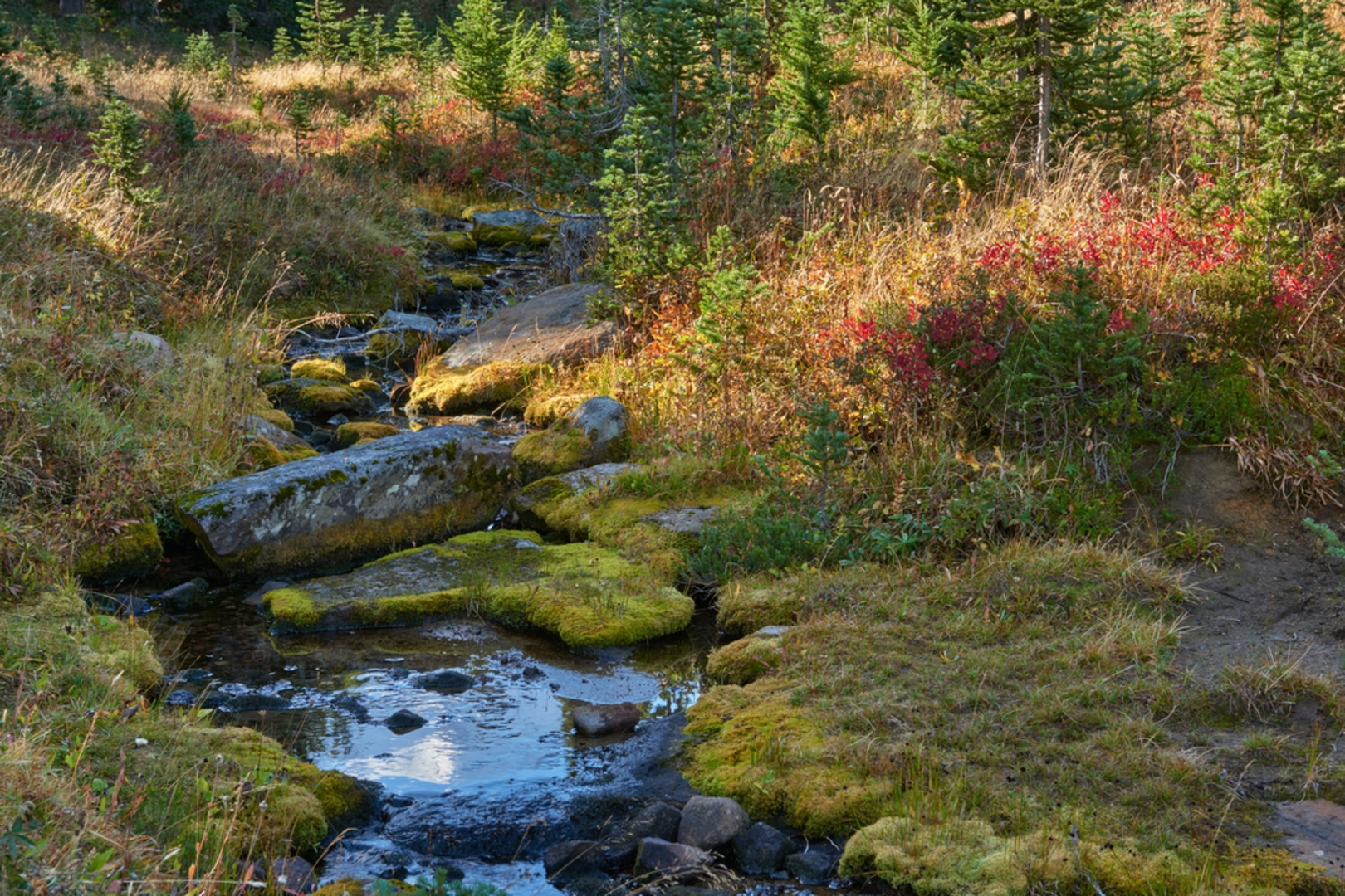 An image depicting the trail Killen Creek Trail and its surrounding area.