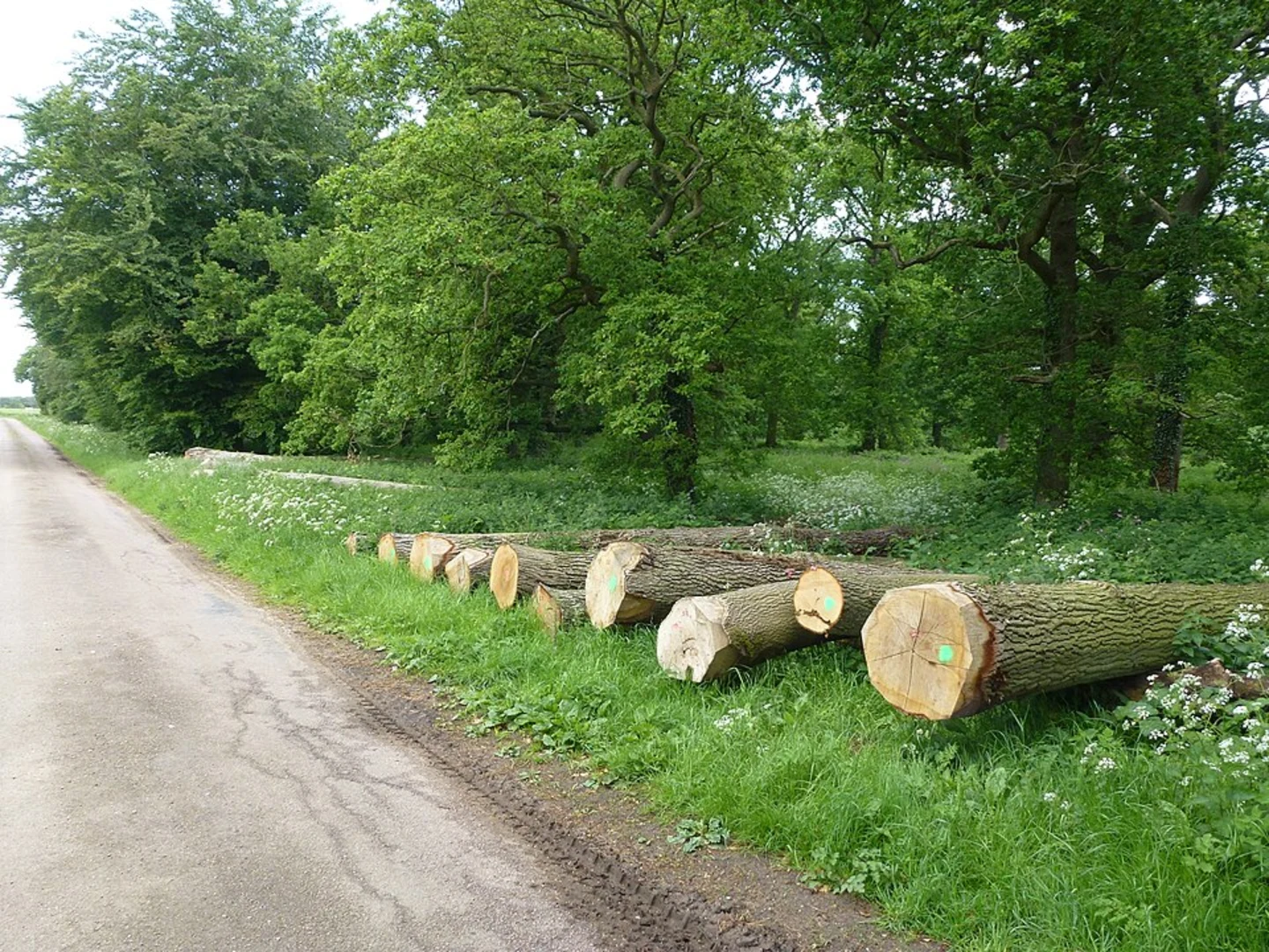 An image depicting the trail Long Plantation and Wherryman's Way and its surrounding area.