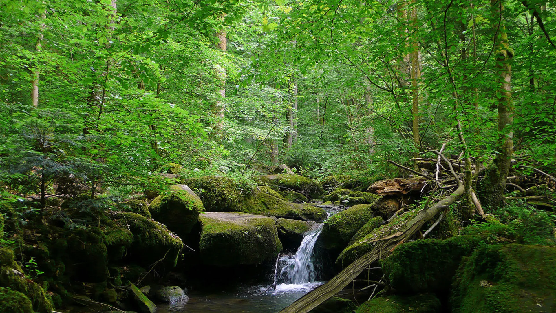 An image depicting the trail Jugenderholungsheim and Monbachtal Loop and its surrounding area.