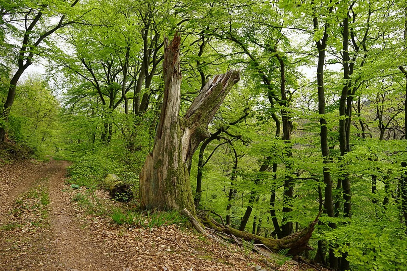 An image depicting the trail Trier Wanderweg and its surrounding area.