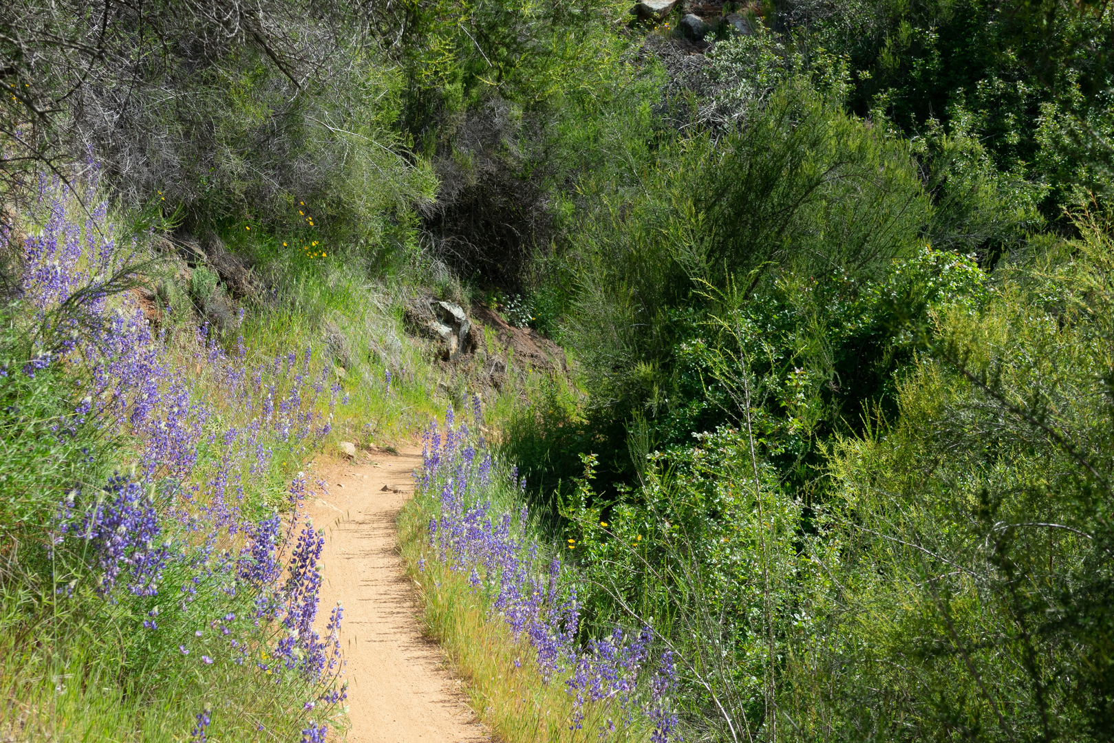 An image depicting the trail Satan's Cesspool via South Fork American River Trail and its surrounding area.