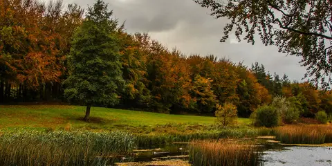 An image depicting the trail Curragh Chase - Lake Trail and its surrounding area.
