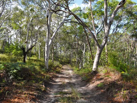 An image depicting the trail Rous Battery Walking Track and its surrounding area.