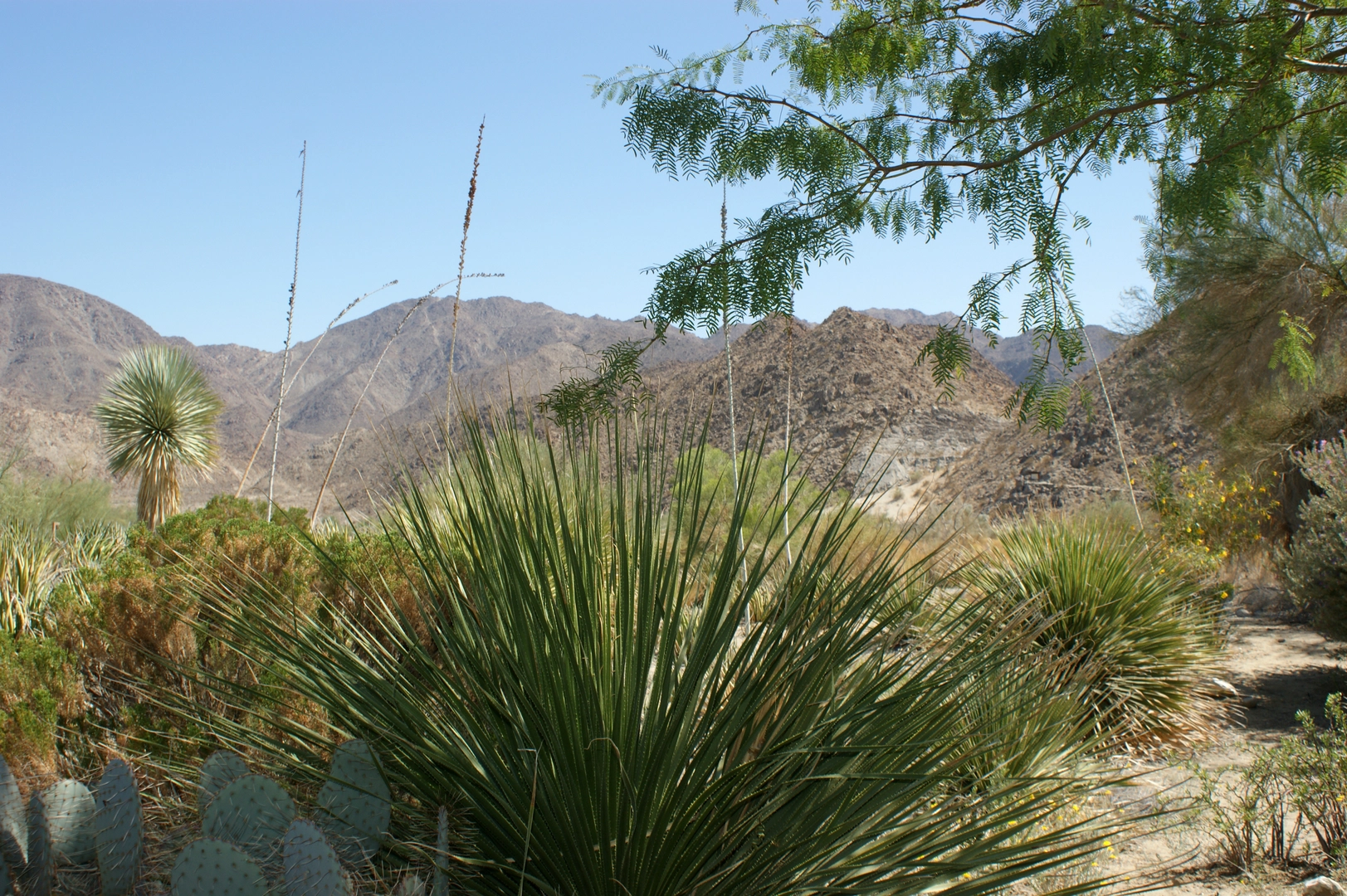An image depicting the trail The Living Desert Loop and its surrounding area.