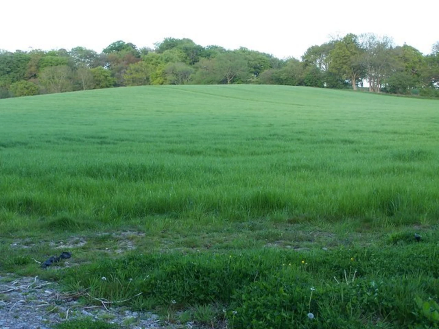 An image depicting the trail Tatchbury Mount and its surrounding area.