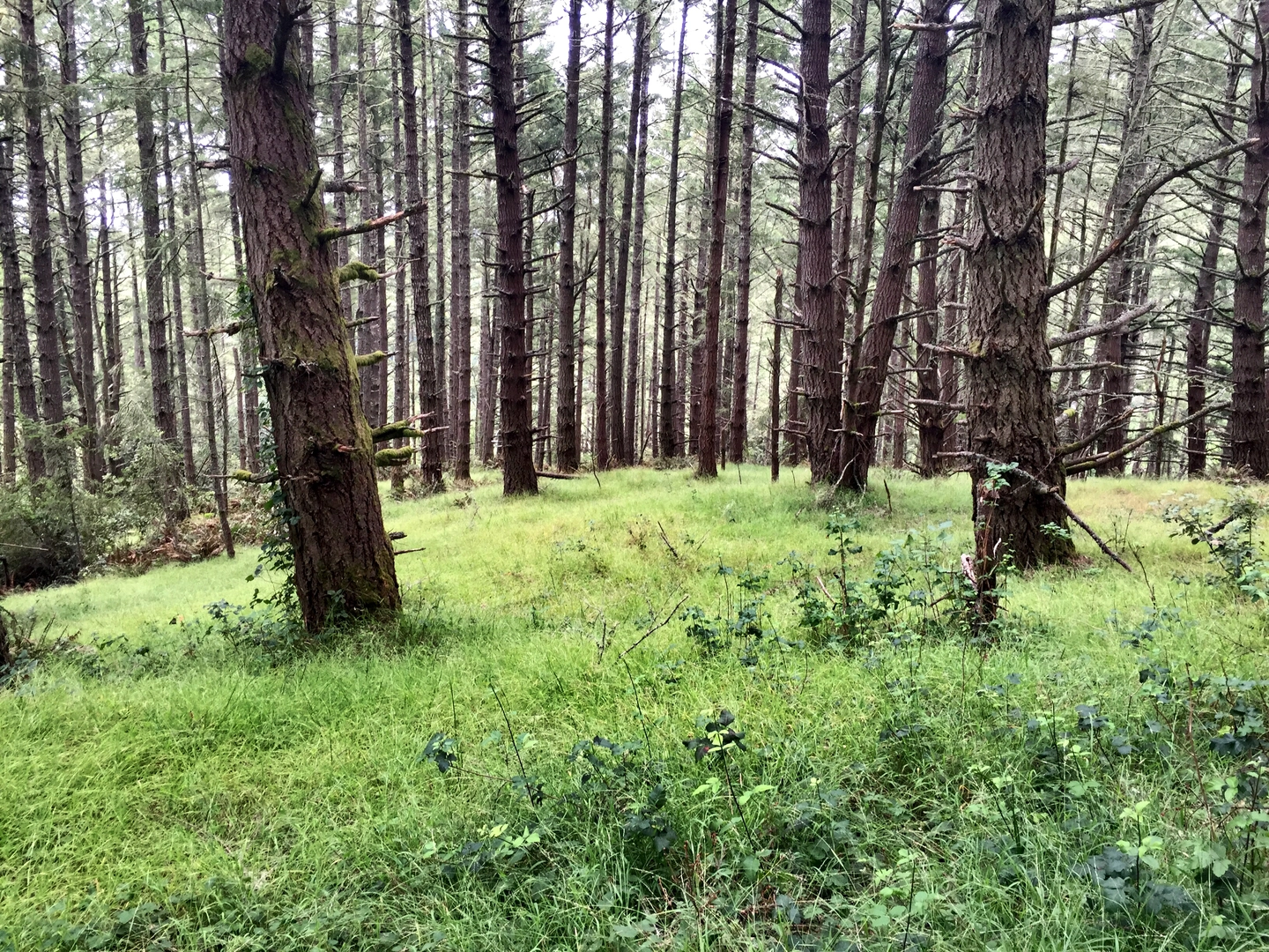 An image depicting the trail Z Ranch Trail via Bear Valley Trail and its surrounding area.