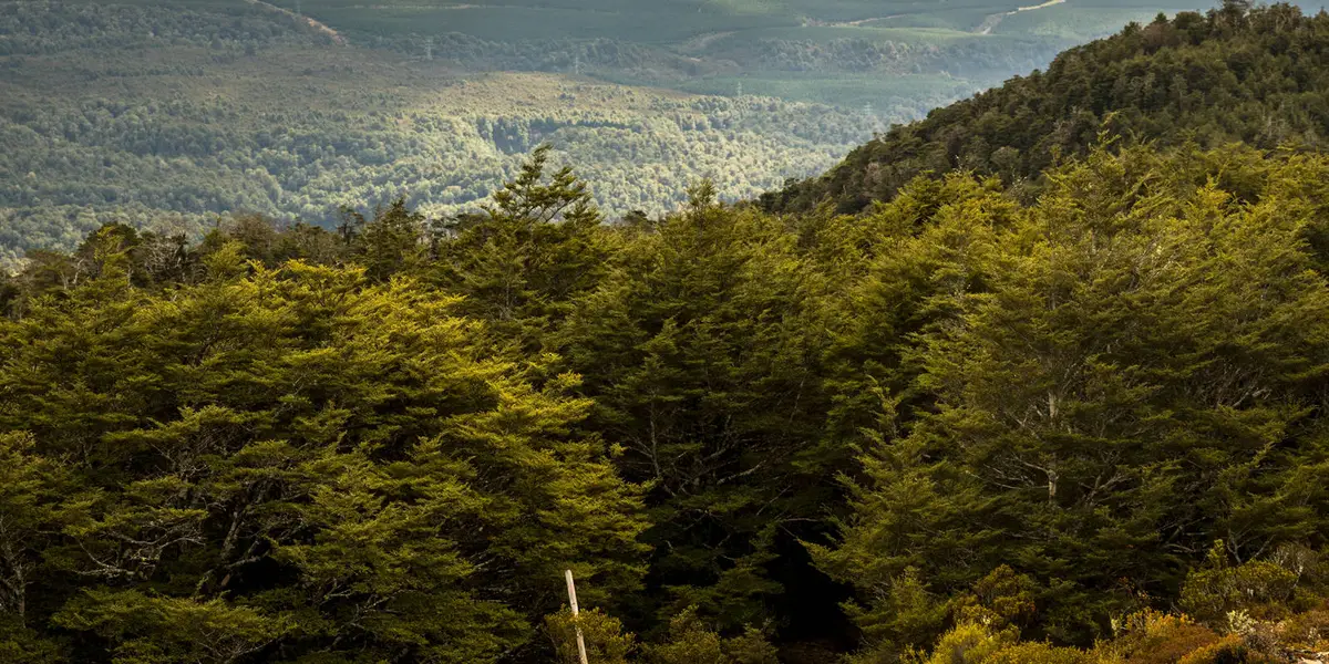 Urchin Track to Waipakihi Valley