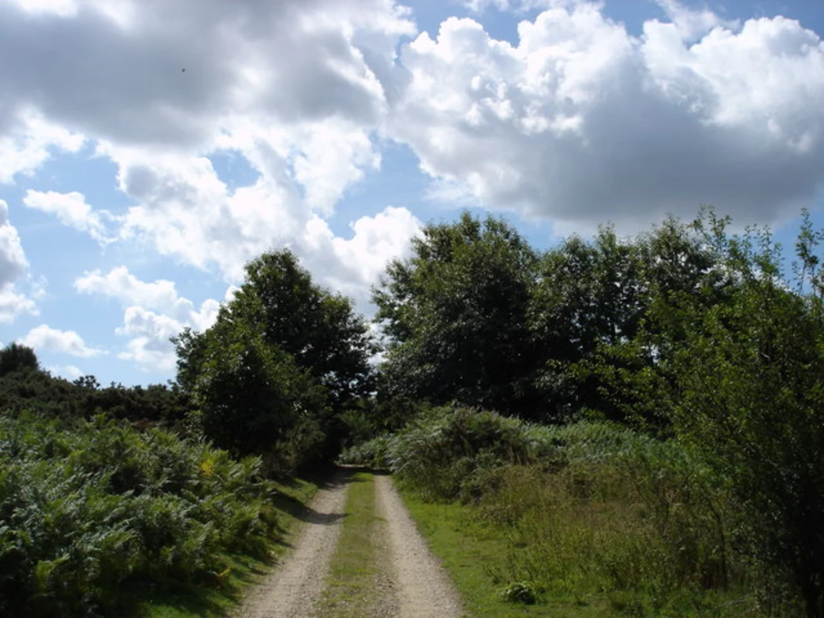Rendlesham Forest Circular Walk