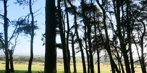 An image depicting the trail Kilanerin - Curragh Woods Loop and its surrounding area.