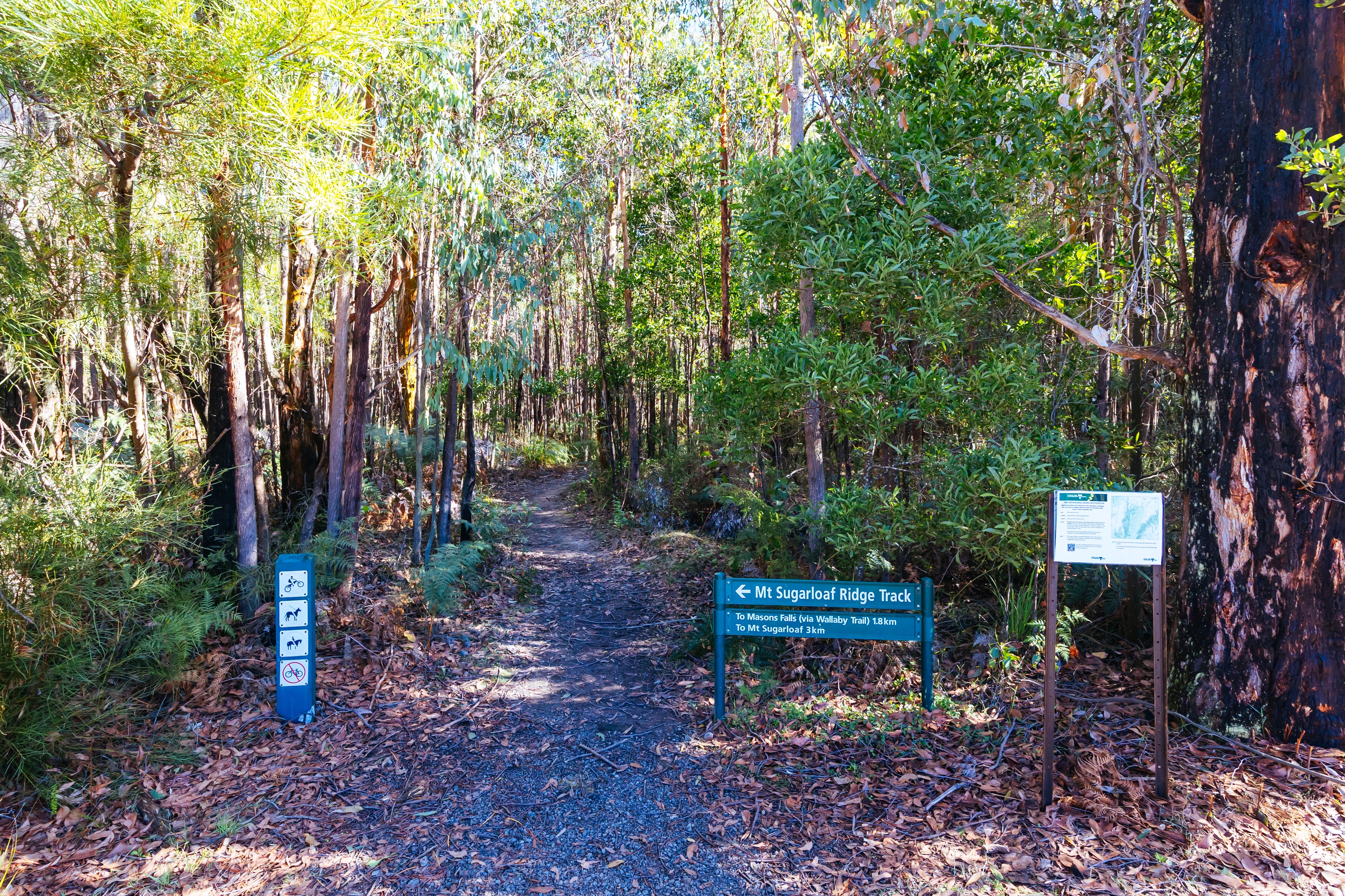 An image depicting the trail Kinglake National Park and its surrounding area.