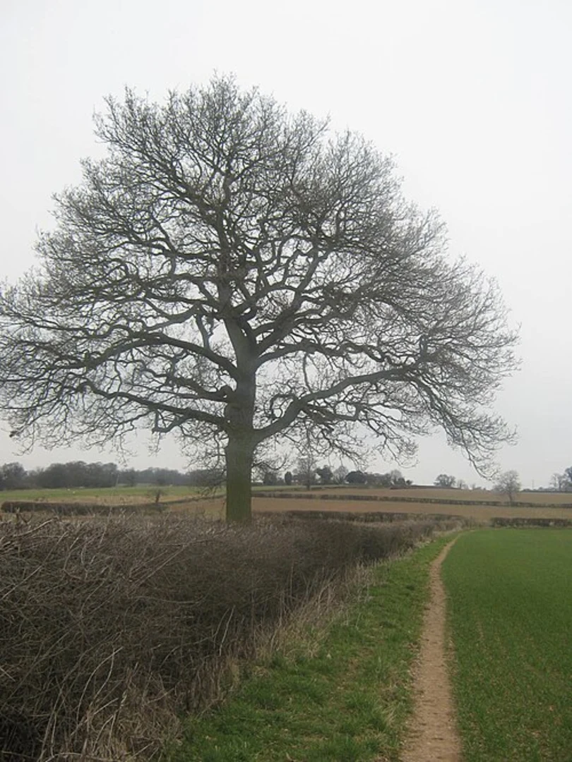 An image depicting the trail Pleasure Ground Wood and Vicar Wood Loop and its surrounding area.