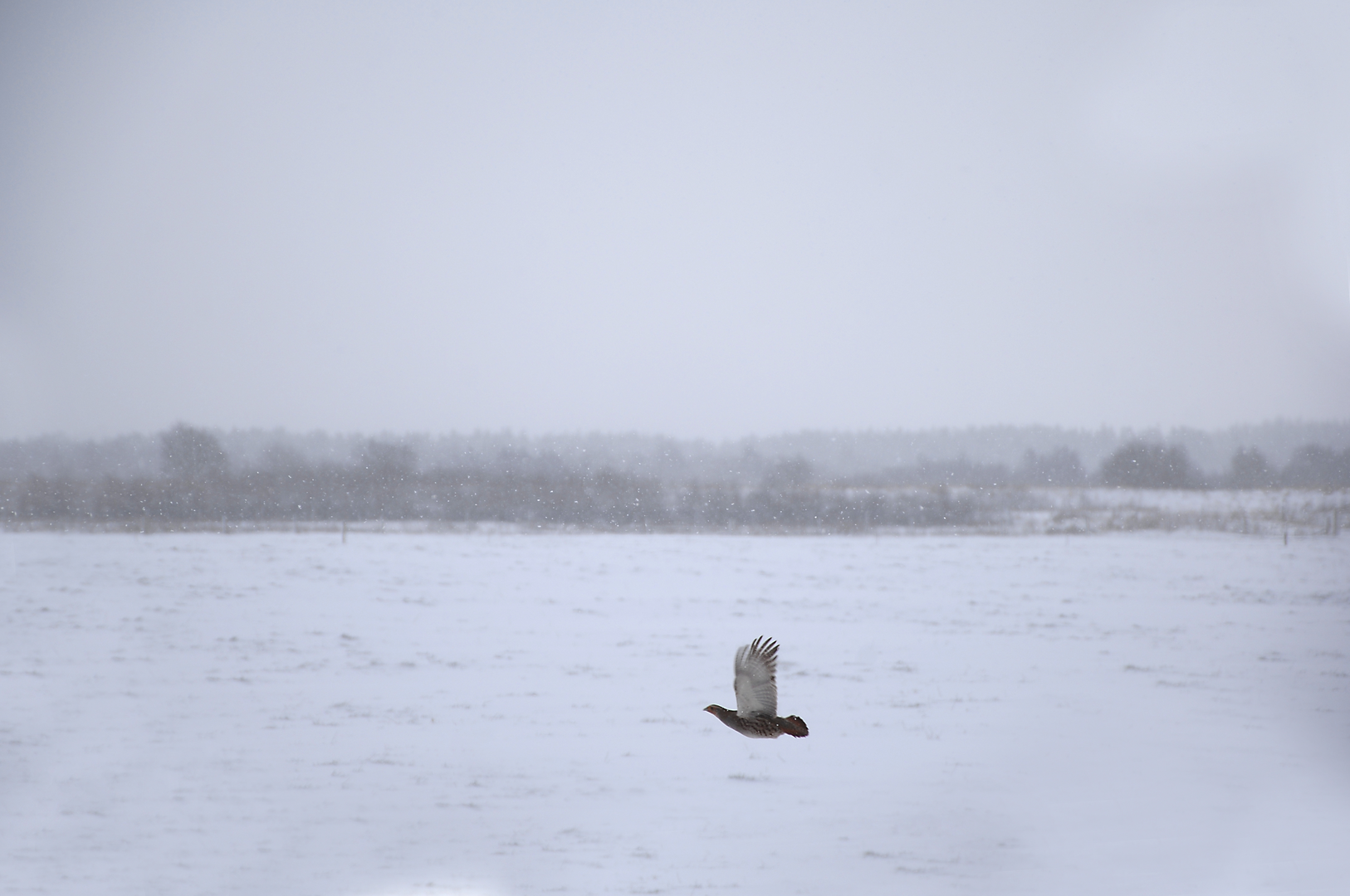 An image depicting the trail Lough Boora - Turraun Walk Route and its surrounding area.