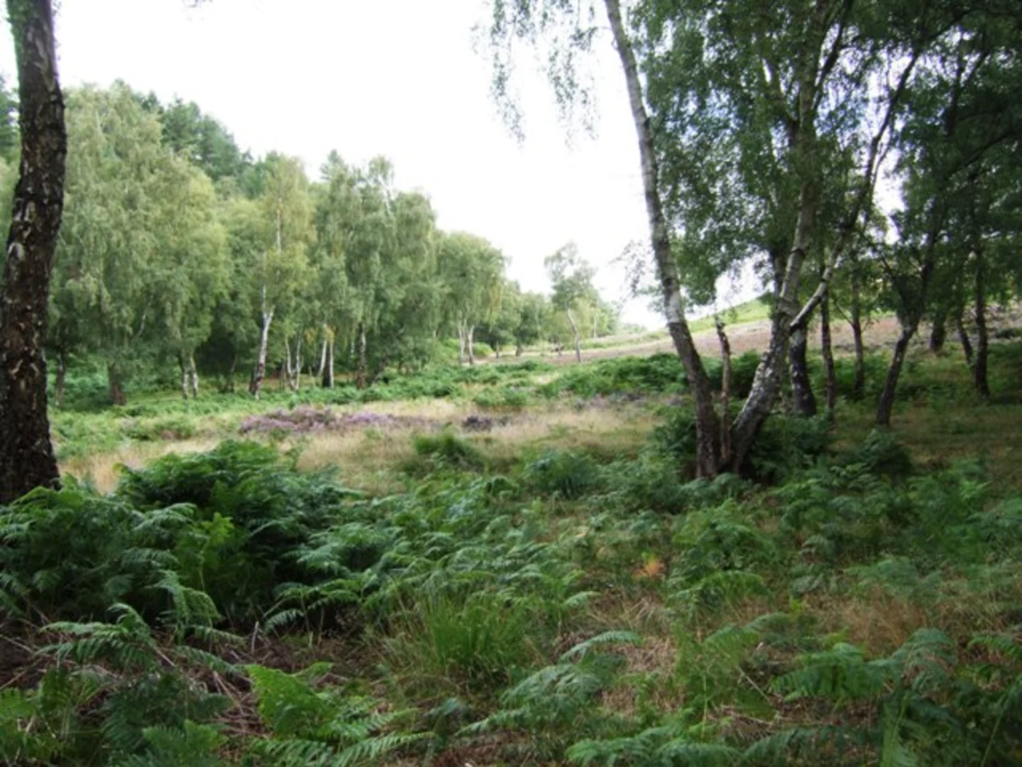 An image depicting the trail Shugborough Estate and Harts Hill Loop and its surrounding area.
