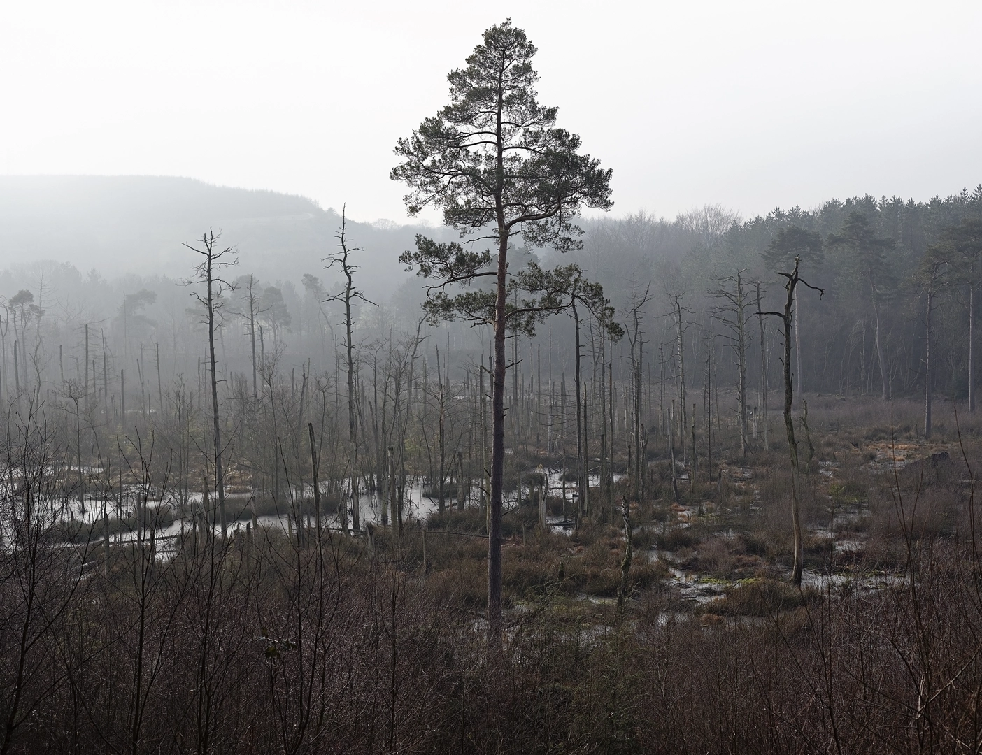 An image depicting the trail Delamere Loop and its surrounding area.