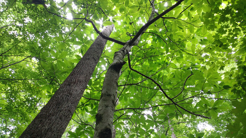 Shawnee Backpack Trail