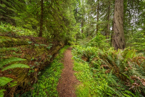 An image depicting the trail Berry Glen and Lady Bird Grove Trail and its surrounding area.
