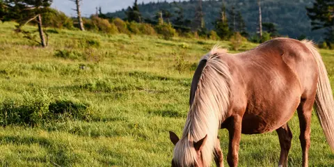 An image depicting the trail Laurel Fork Trail and its surrounding area.