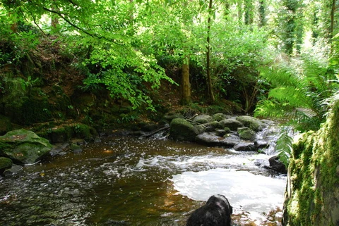 An image depicting the trail Gosford Forest Park , Arboretum Trail and its surrounding area.