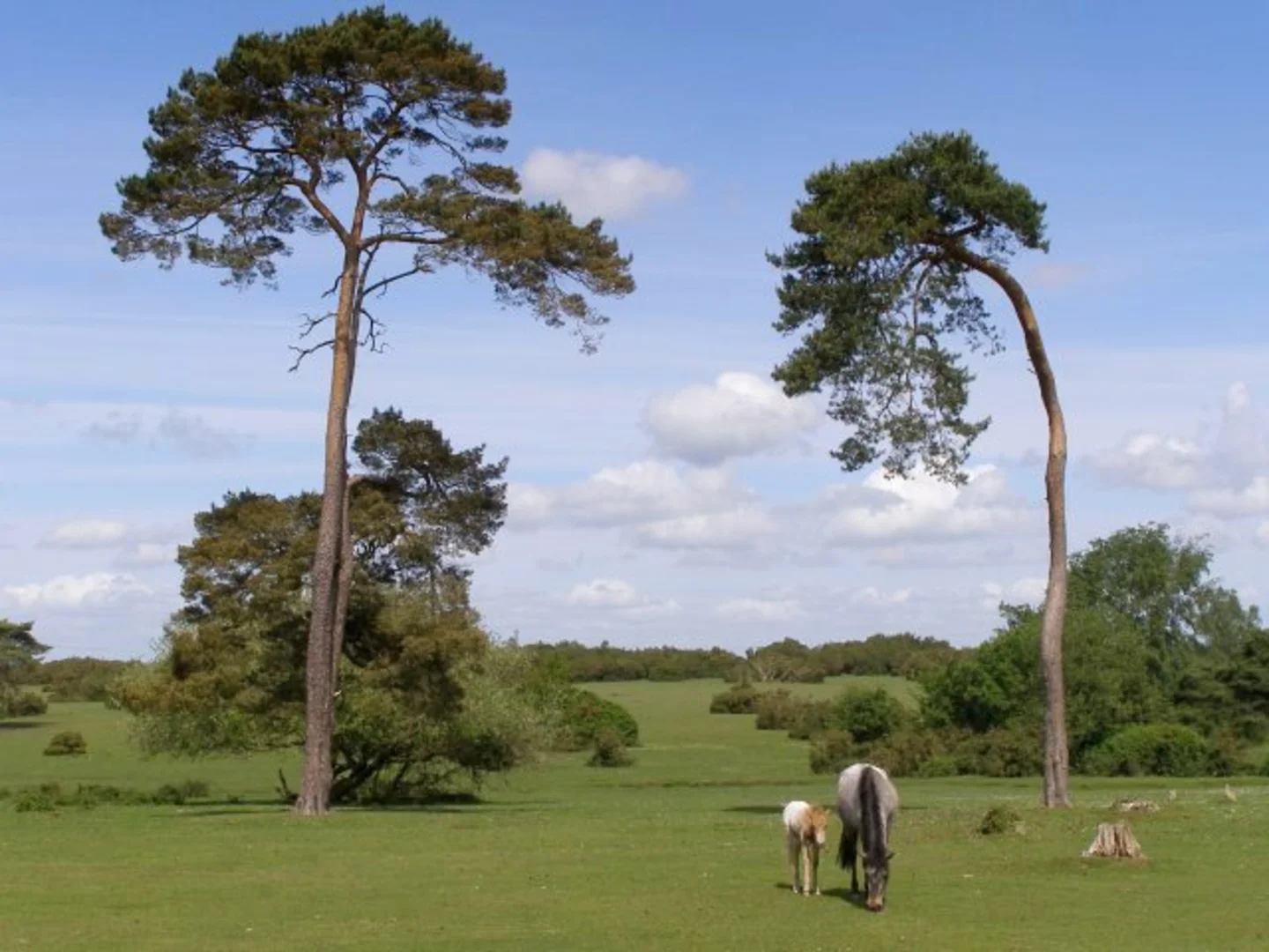 An image depicting the trail Plaitford Loop and its surrounding area.