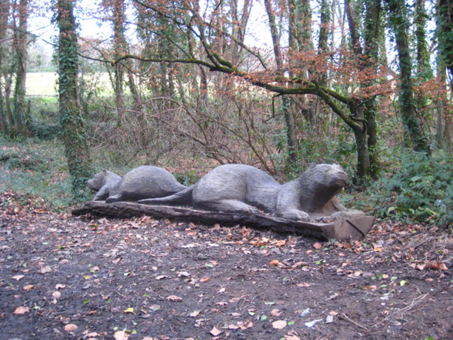 An image depicting the trail Tehidy Park and Oak Wood Loop and its surrounding area.
