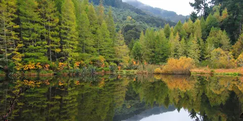 An image depicting the trail Gabriels Gully Interpretation Walk and its surrounding area.