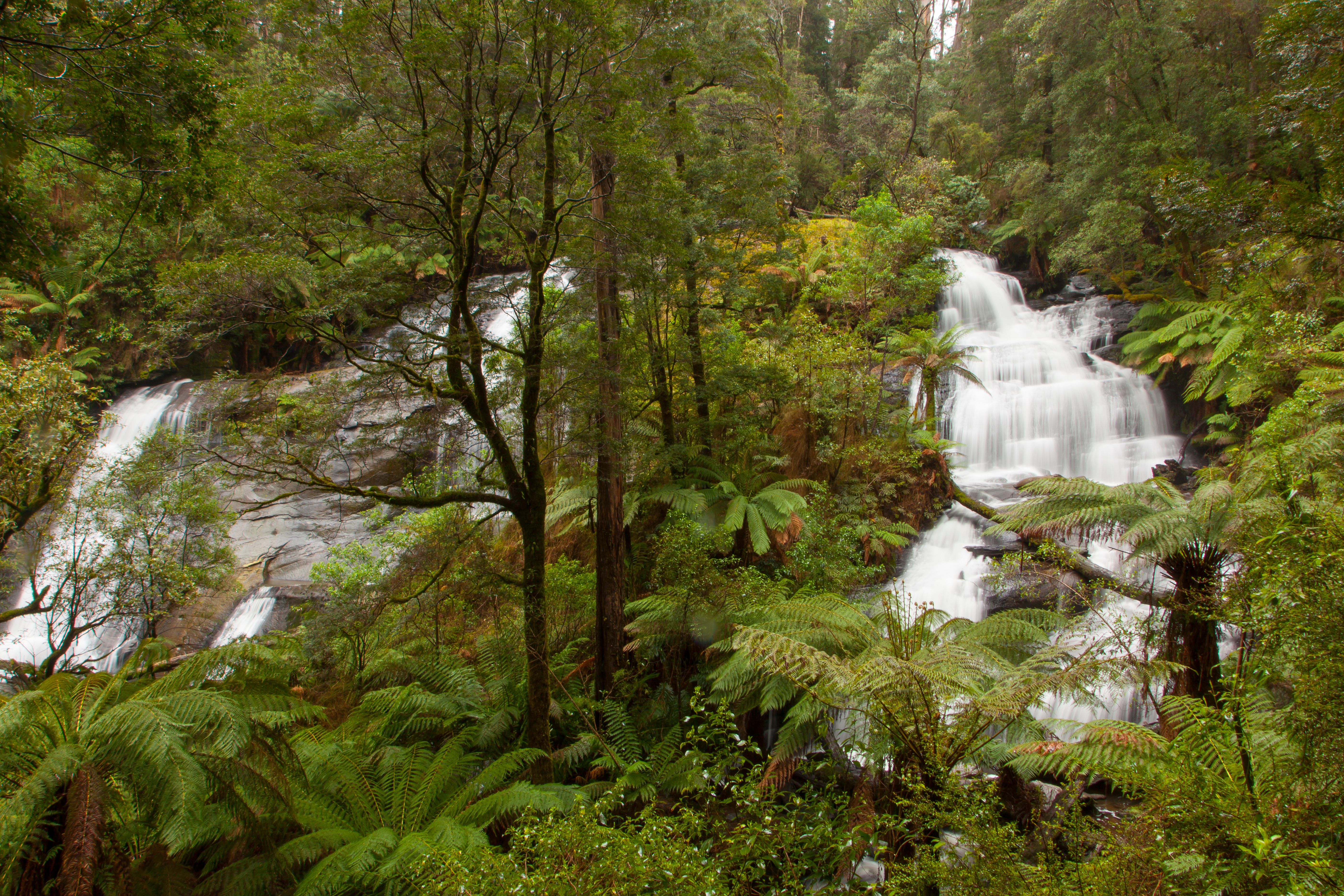 An image depicting the trail Great Otway National Park and its surrounding area.