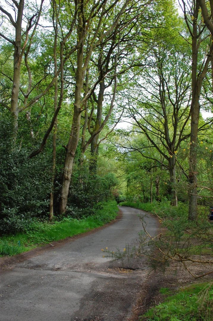 An image depicting the trail Swan Wood, South Wood, Little Edney Wood and Millgreen Common Loop and its surrounding area.